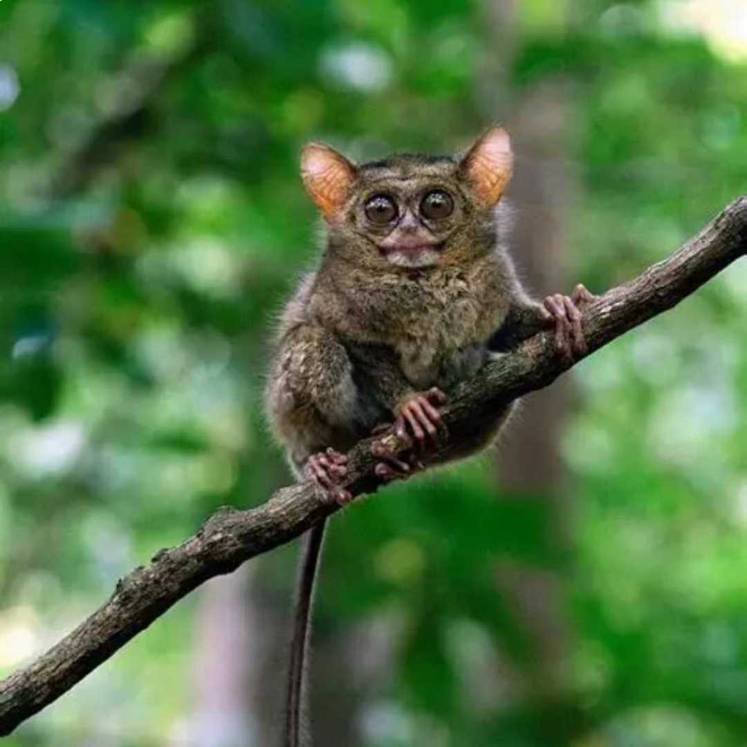 Wildlife